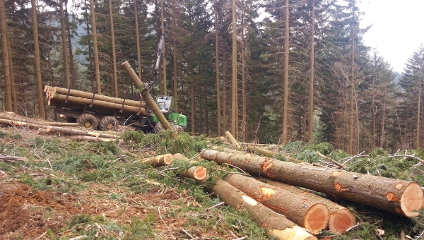 Giornata formativa su utilizzi e classificazione del legname di douglasia tondo e segato