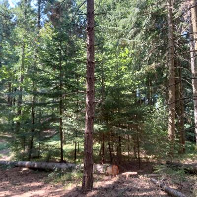 9- Area dimostrativa fustaia irregolare tenuta di Podernovo particella forestale 35 27-07-2022